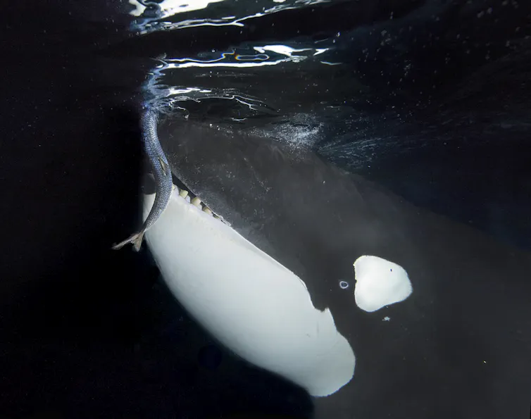 close up of a killer whale feeding on a fish