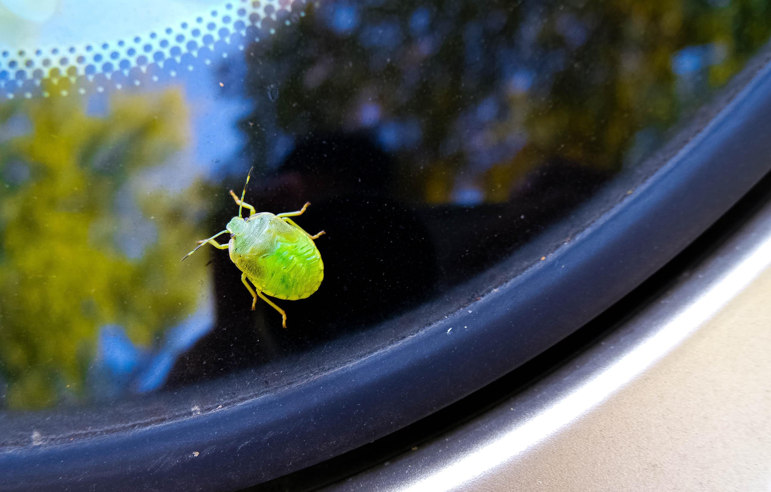 Insecto verde sobre el cristal de un parabrisas.