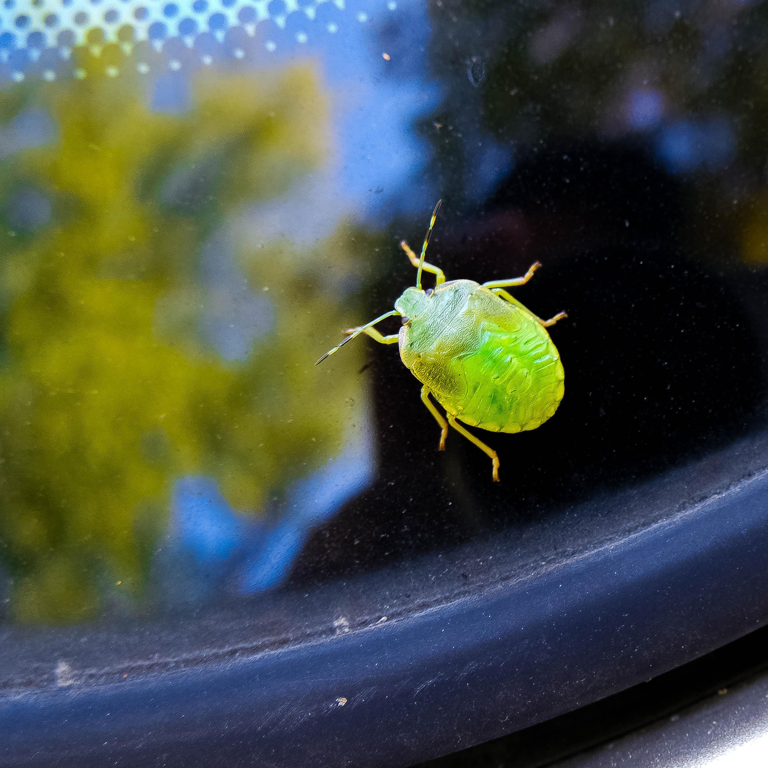Insecto verde sobre el cristal de un parabrisas.