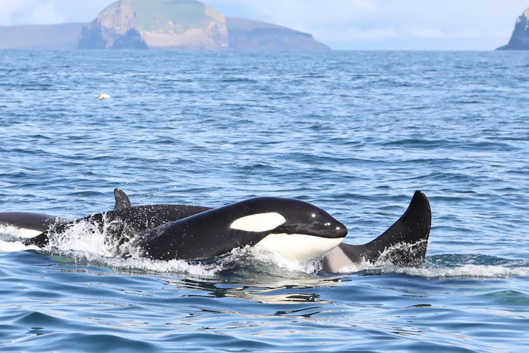 a smaller and a larger killer whale swimming together