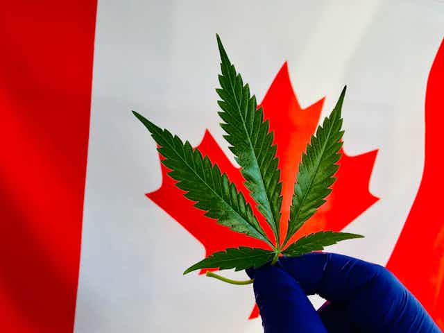 Montage montrant une feuille de cannabis sur fond de drapeau canadien