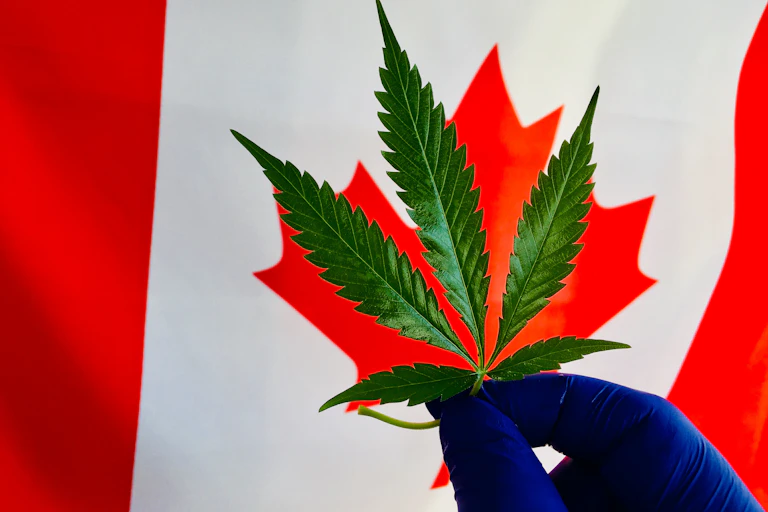 Montage montrant une feuille de cannabis sur fond de drapeau canadien