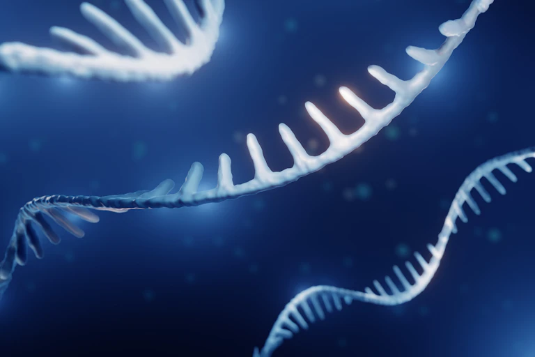 A 3D illustration of an RNA molecule