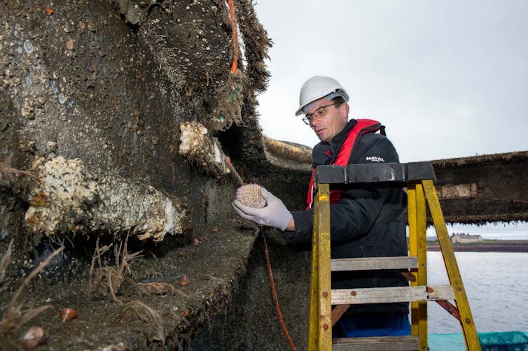 A photo of a man in a hard hat on a ladder next to a barnacle-encrusted structure, looking at a sea urchin in his hand.