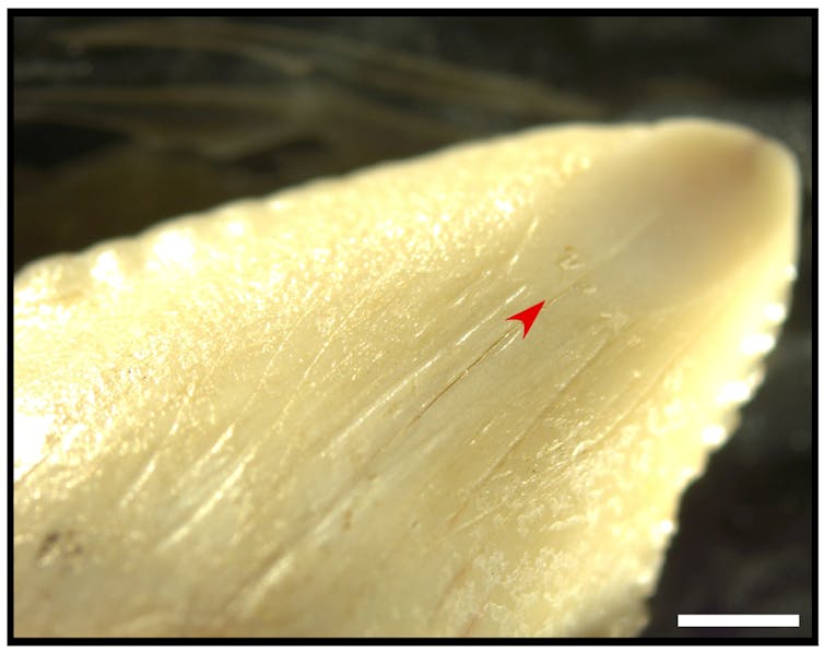 Close-up photo of a pointy yellow tooth tooth with scratches clearly visible.