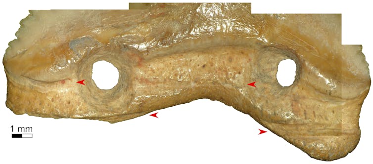 A brownish yellow bone close up with holes and grooves clearly visible