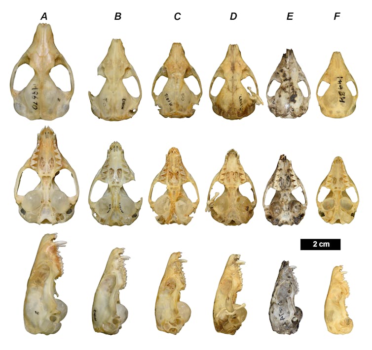 Skulls of the six identified species are shown from above, the side, and below.