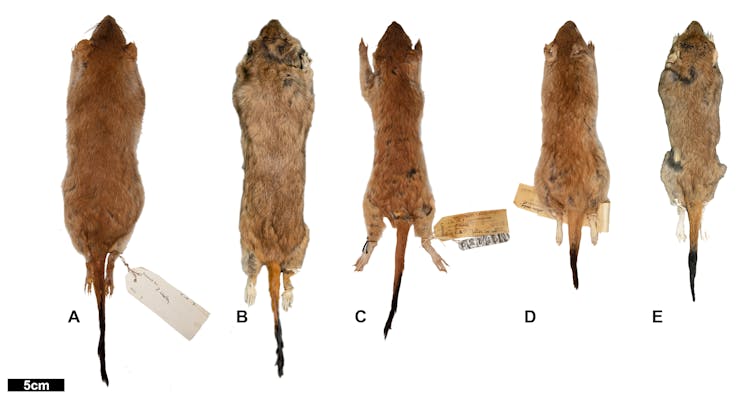 Photos showing preserved pelts of five of the examined mulgara species.