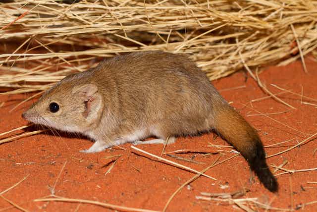 Small rodent sized light brown marsupial on red sand and dry grass.