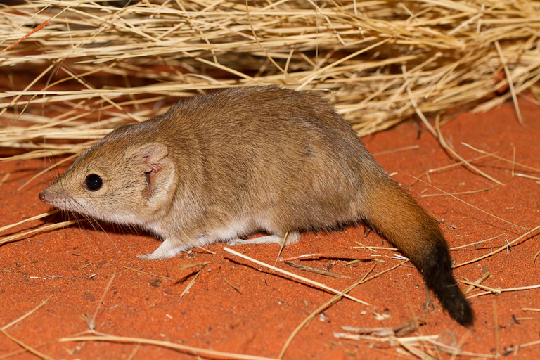 Small rodent sized light brown marsupial on red sand and dry grass.