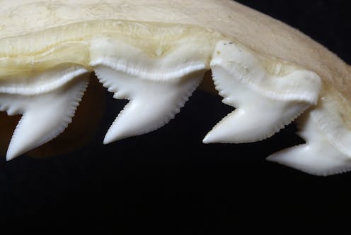 7,000-year-old shark-tooth knives discovered in Indonesia