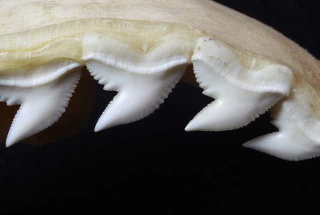 Close-up of triangular jagged white teeth set in a yellow jaw bone