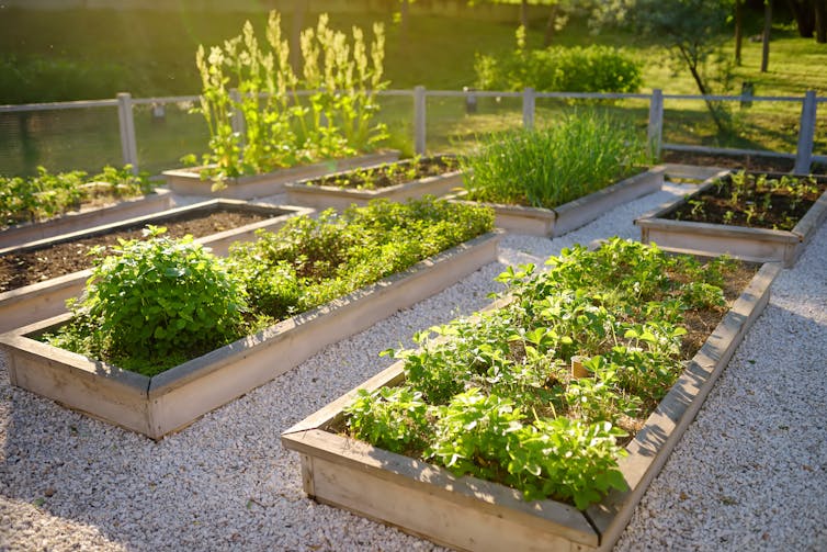 community garden plots with vegetables