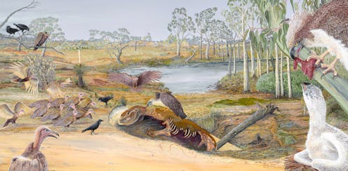 Giant eagles and scavenging vultures shared the skies of ancient Australia