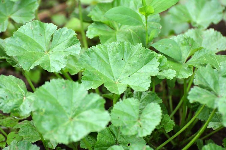 mallow plant leaves, edible weed Malva parviflora