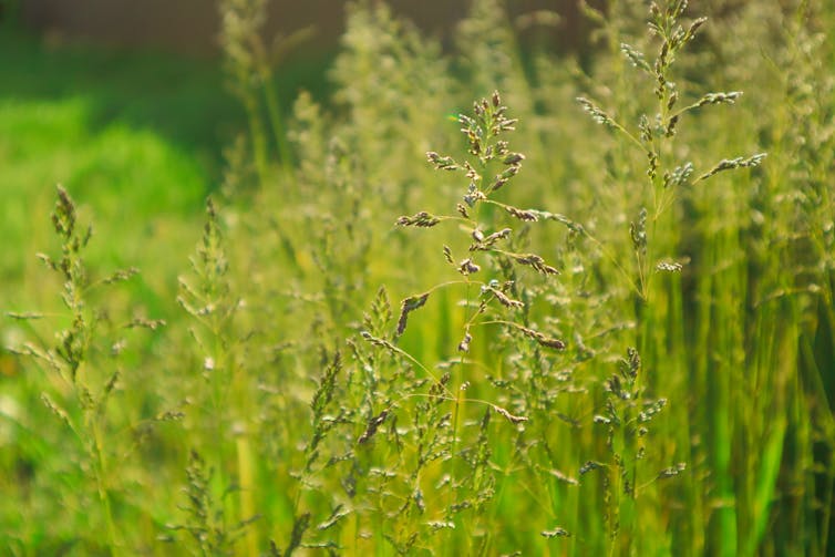 Grass in a meadow.