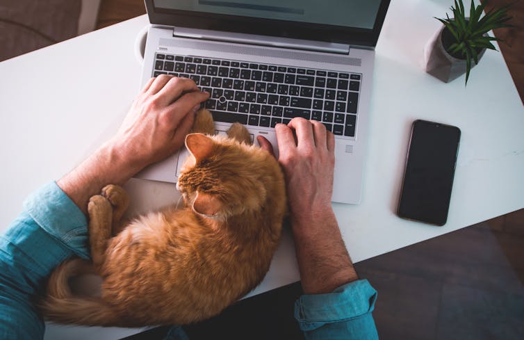 Man typing on laptop with ginger cat sleeping on keyboard.