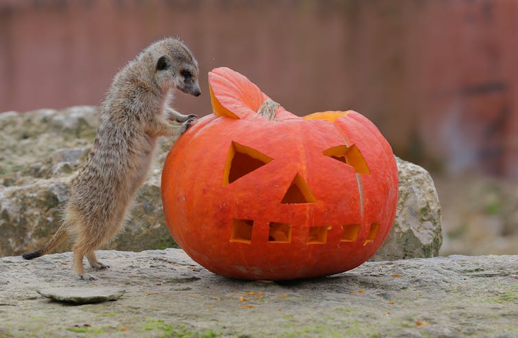 Meerkat with pumpkin
