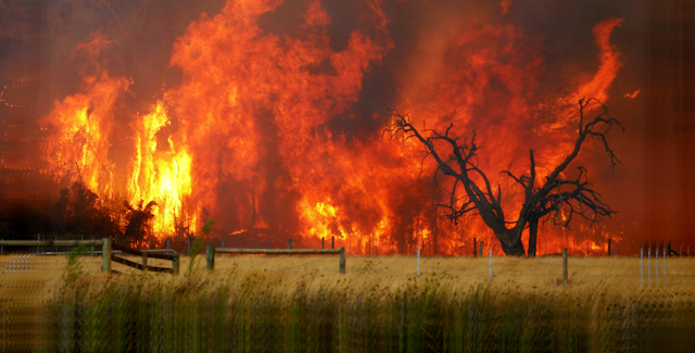 Bushfire burning trees and fields