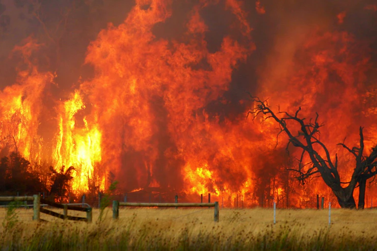 Bushfire burning trees and fields