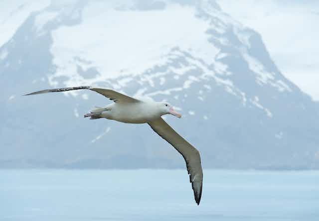 Wandering albatross flying above ocean bay, with snowy mountains and light blue ocean in the background
