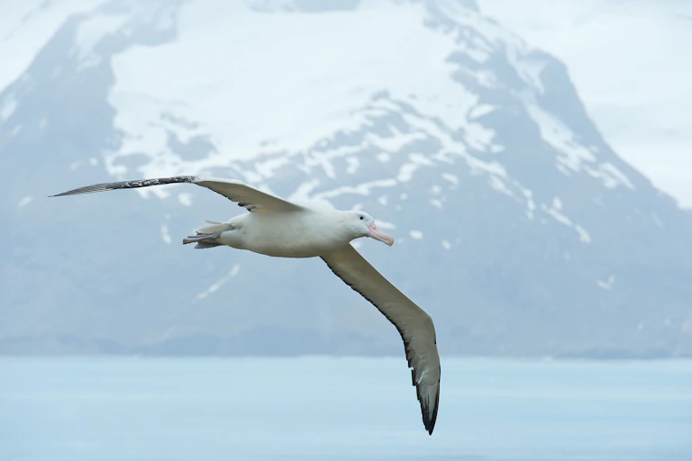Wandering albatross flying above ocean bay, with snowy mountains and light blue ocean in the background