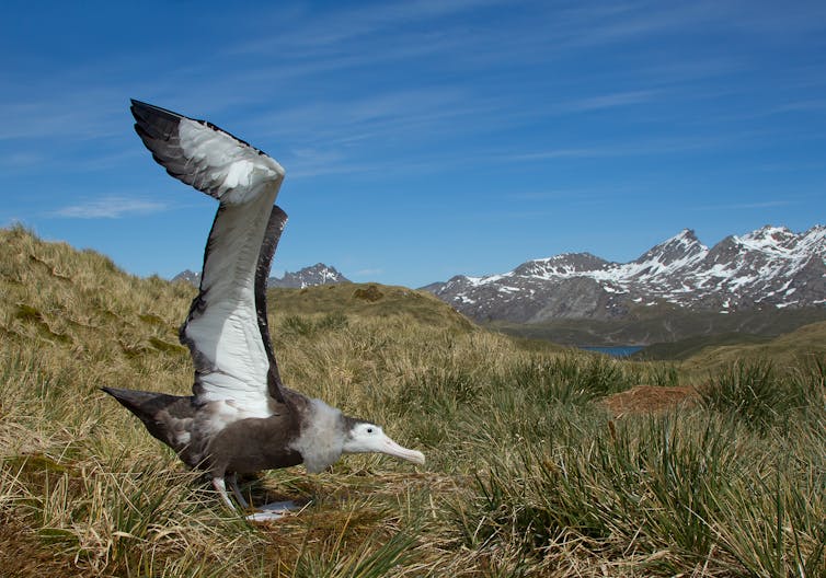 Young wandering albatross displaying open wings, with blue sky and mountain background,