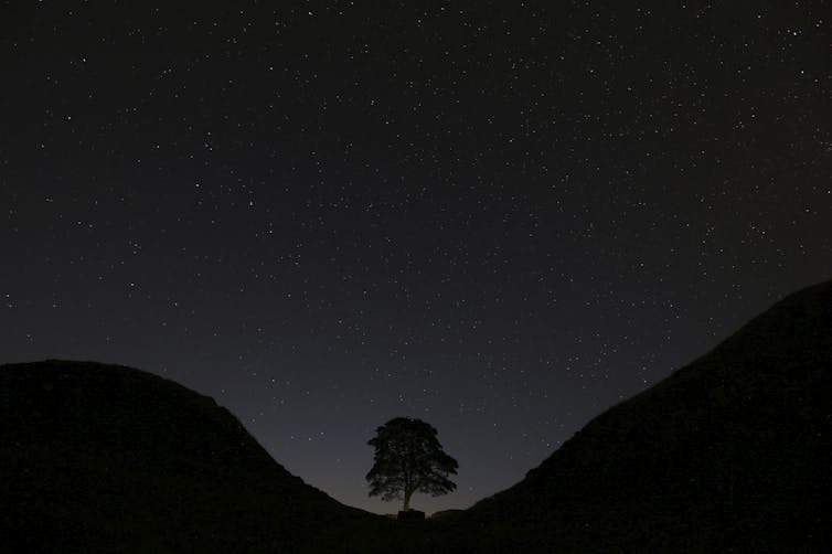 A tree stands in a U-shaped valley under the starry sky.