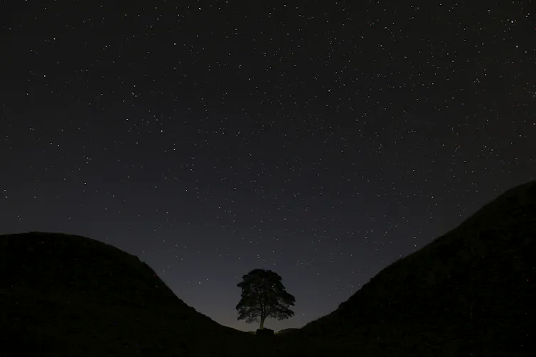 A lone tree stands in a u-shapted ravine beneath a starry sky.