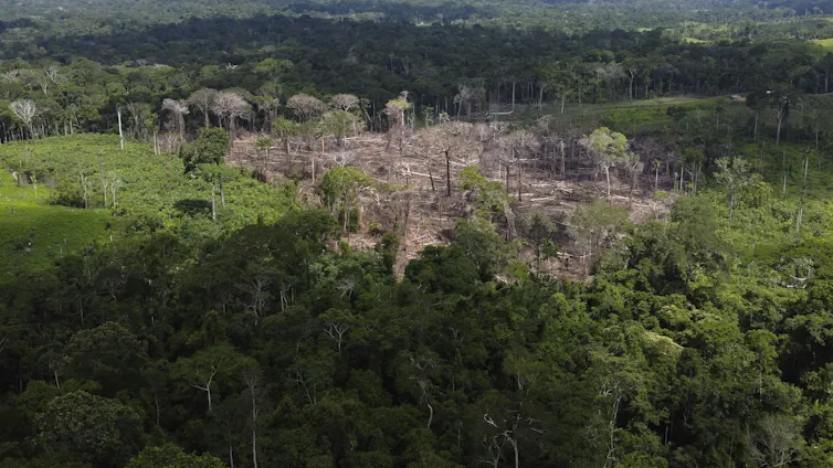 A brown/grey patch of ground with felled trees is seen amongst a green forest.