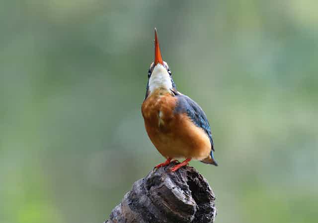 A common kingfisher with an orange belly and blue wings pointing its beak to the sky