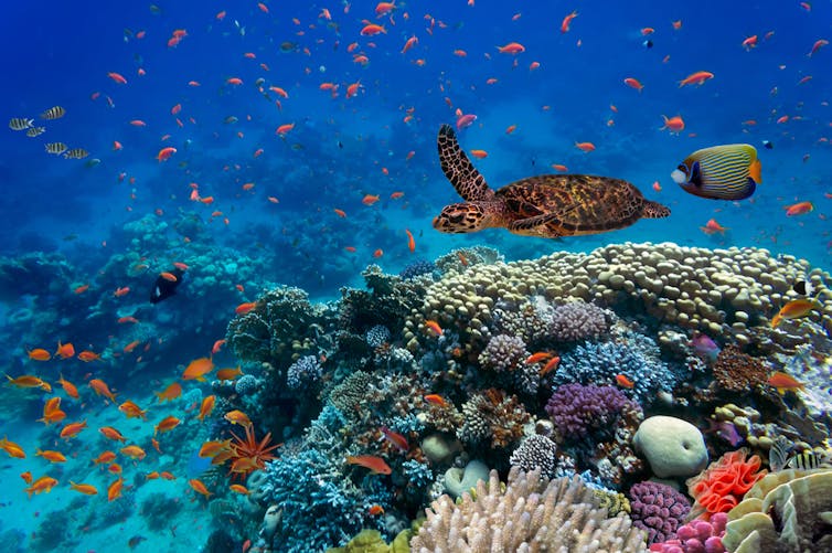 A colourful coral reef with schools of fish and a turtle swimming above it