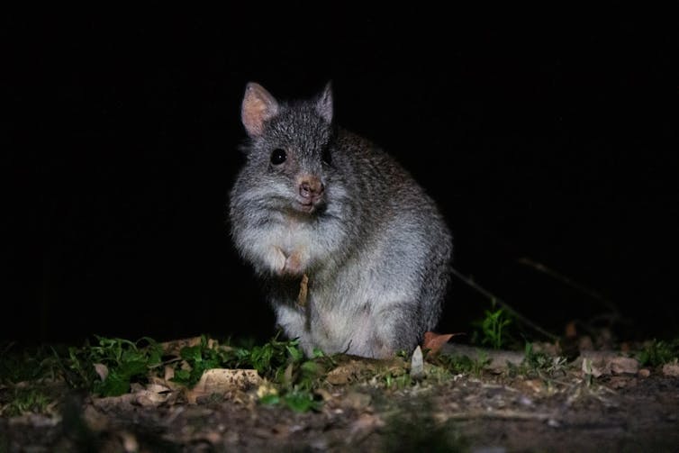 A small grey animal looking like a cross between a kangaroo and a rat