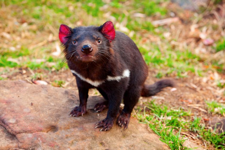 A stout black animal with a white band across its chest and a pointy snout looks at the camera