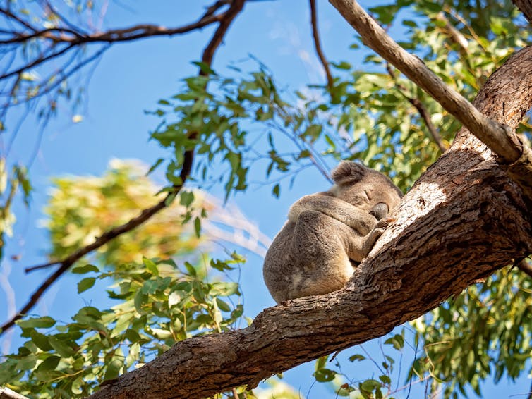 A grey animal asleep high up on a eucalyptus tree
