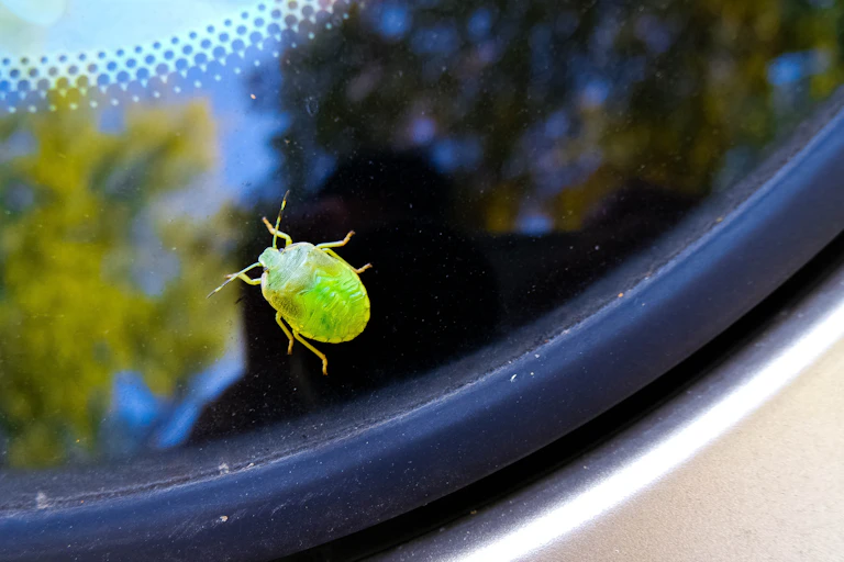 Insecto verde sobre el cristal de un parabrisas.