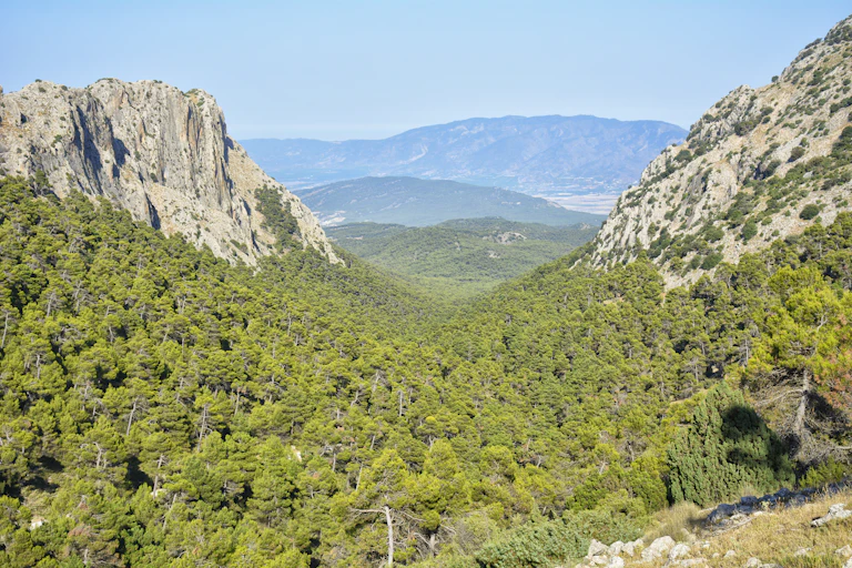 Pinares de carrasco
