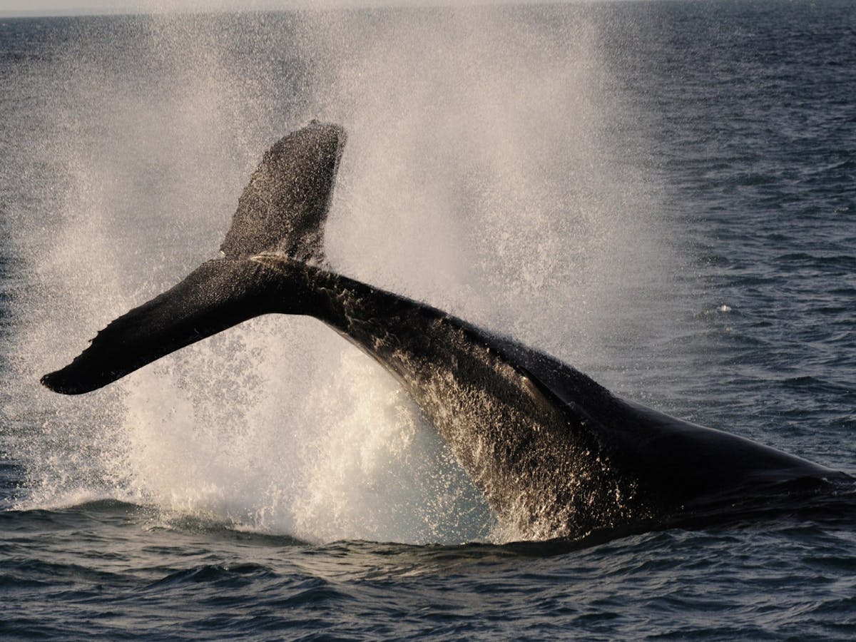Bottoms up: how whale poop helps feed the ocean