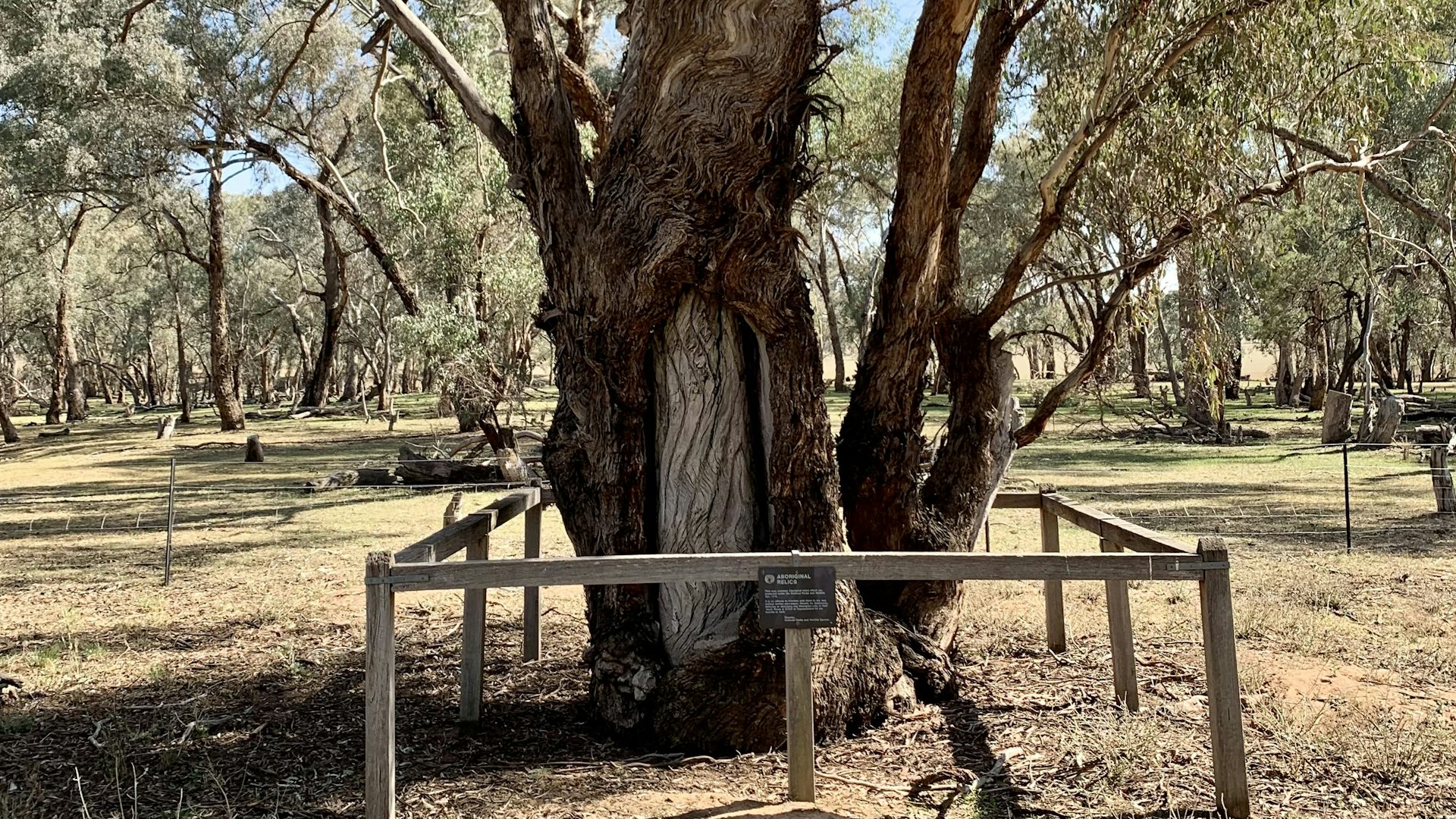 Carved trees and burial sites Wiradjuri Elders share the hidden