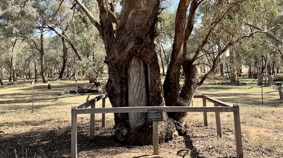 A photo showing a tree with a panel of bark removed and a design carved into the tree beneath.