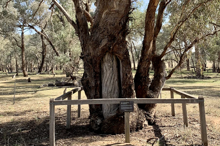 A photo showing a tree with a panel of bark removed and a design carved into the tree beneath.