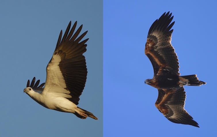 Two photos of eagles in flight, one with a white belly and the other with dark, patterned wings.