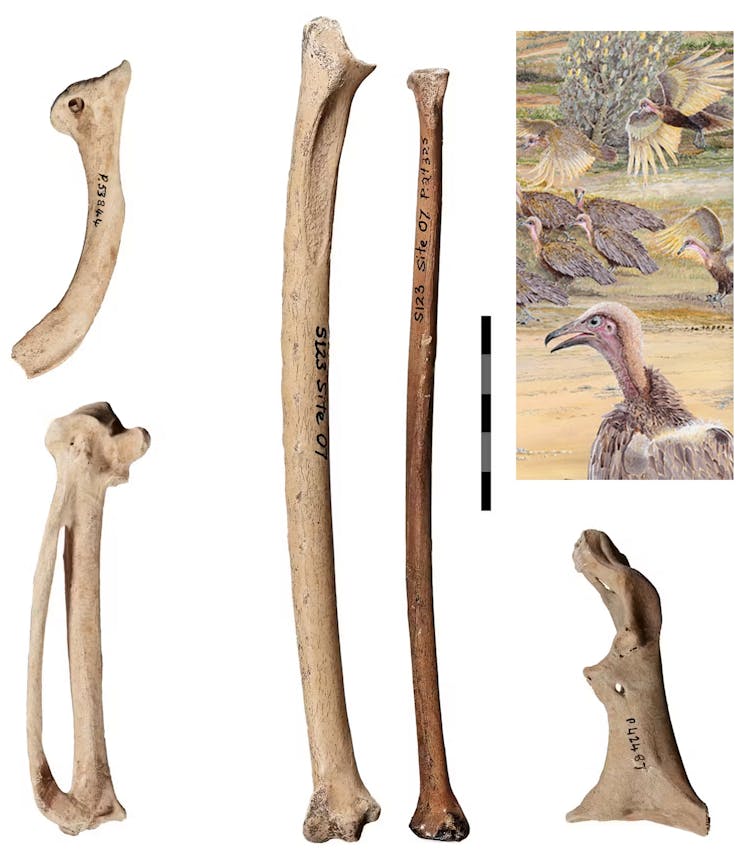 Photos of several bones and an illustration of a vulture-like bird