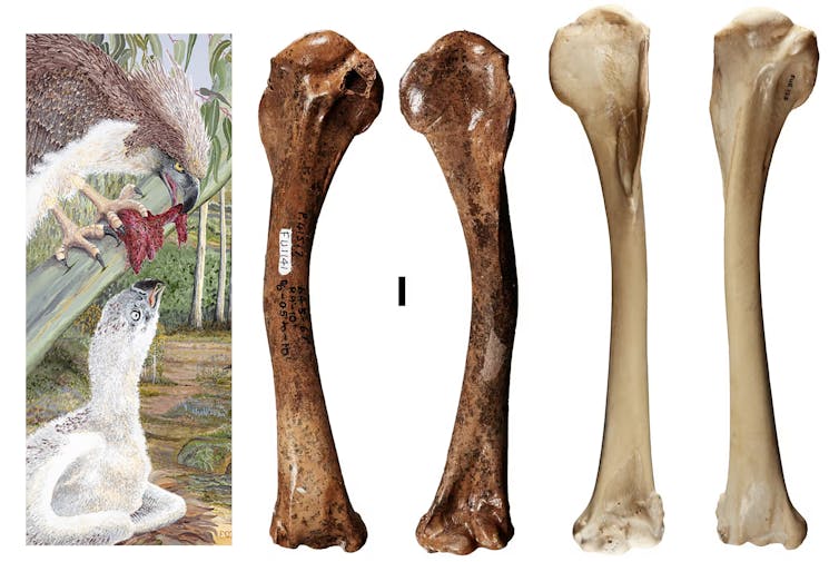 An illustration of an eagle feeding a chick, together with photos of four bones.