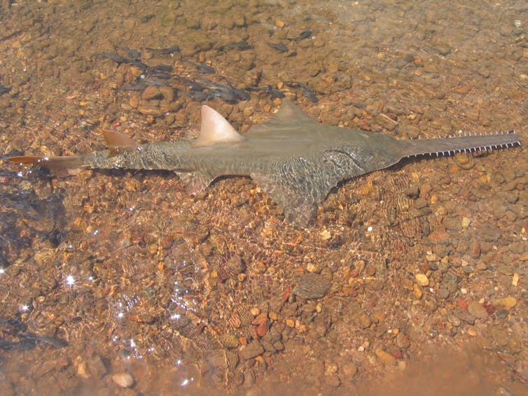 A photo of an endangered largetooth sawfish in shallow water