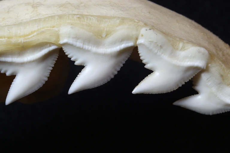Close-up of triangular jagged white teeth set in a yellow jaw bone