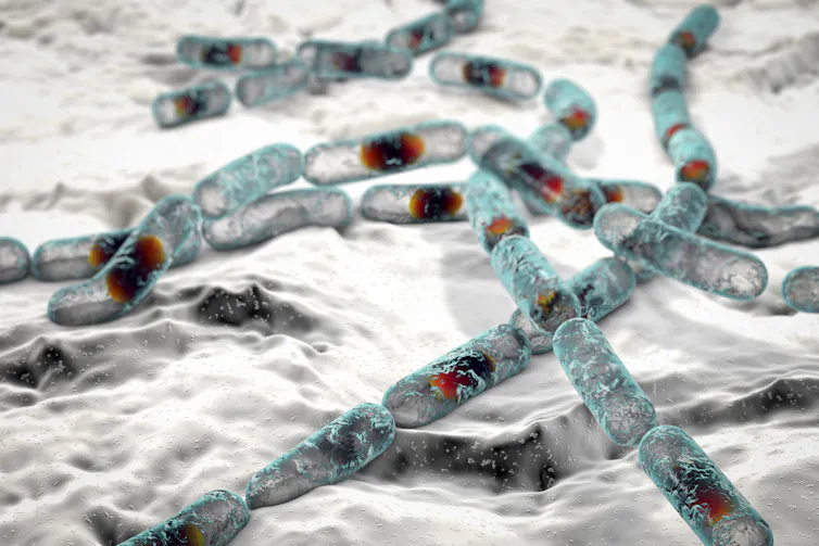 An illustration of _Bacillus cereus_