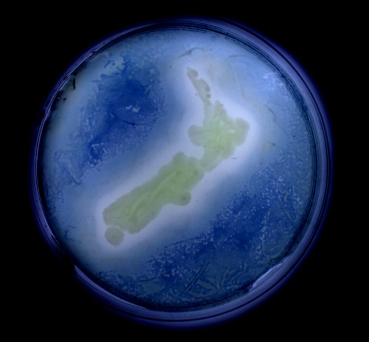 A petri Petri-dish with a a green bacterium growing in the shape of New Zealand, surrounded by _E. coli_ bacteria containing an extra gene that encodes an enzyme to make a blue pigment.