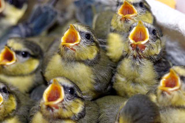 Photo of baby birds in a nest