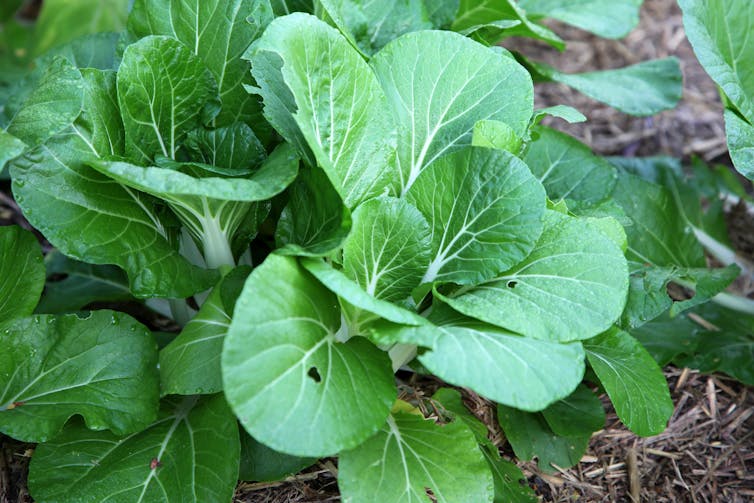 A closeup photo of the green leafy vegetable misome growing in a bed of soil
